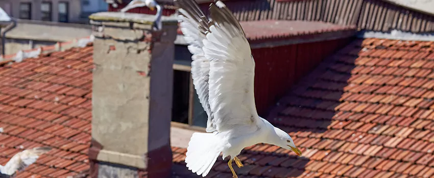 Residential Chimney Animal Removal Solution in South Salt Lake, UT