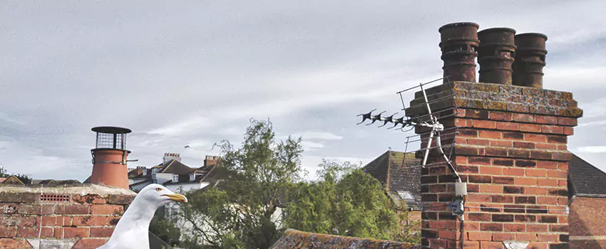 Chimney Cleaning And Restoration in South Salt Lake, Utah